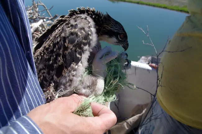 osprey chick in someones hands with them removing baling twine wrapped around it