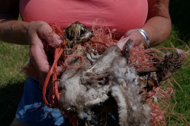 dead osprey chick wrapped in baling twine held in someones hands