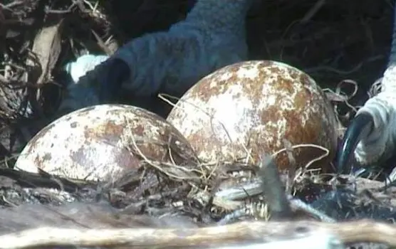 close up view of two brown and white eggs in a nest with feet of an osprey behind them