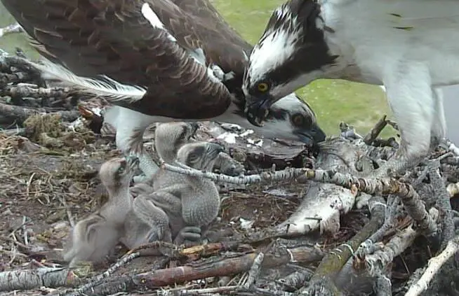 two osprey feeding three chicks in a nest