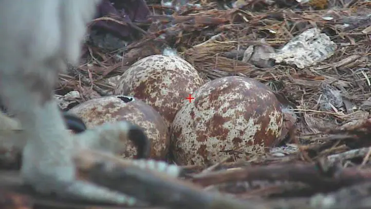 closeup of brown and white eggs with one cracked open on top and two osprey claws in the foreground