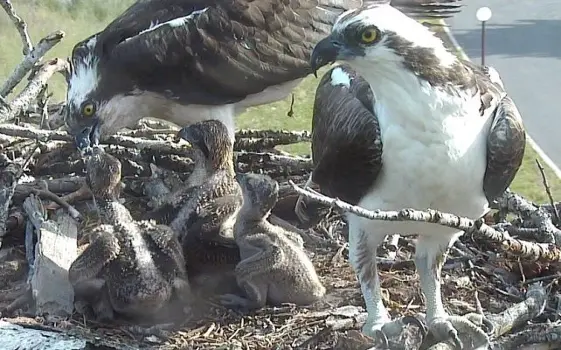 osprey family in nest with one standing in foreground and another feeding three chicks in the background