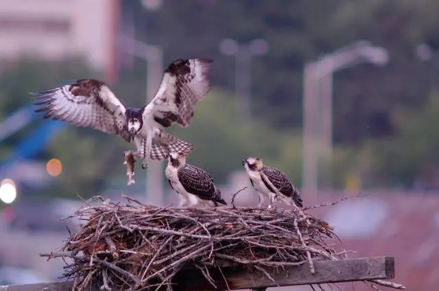 iris the osprey landing in the nest with a fish in her claws and two large chicks sitting and waiting