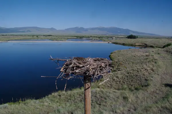 osprey nest on the top of a pole with lake and mountains in the background