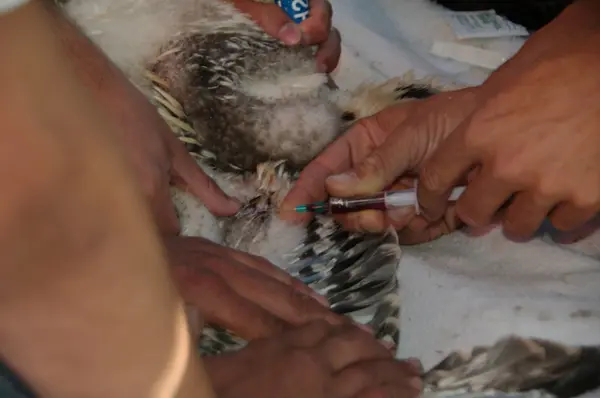close up of three pairs of hands and an osprey chick, two pairs are holding the chick down and a wing open and the last is drawing a blood sample