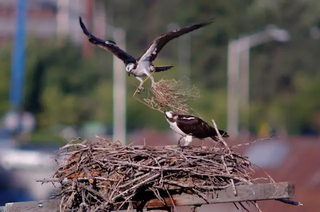 stanley the osprey flies above a nest with dry grass in claws while iris the osprey sits in nest