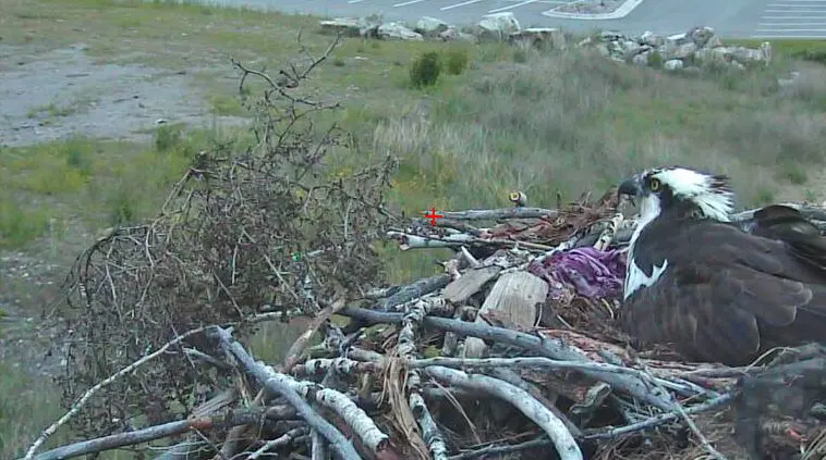 osprey sits in nest with various sticks, logs and a purple royal crown fabric bag in the nest