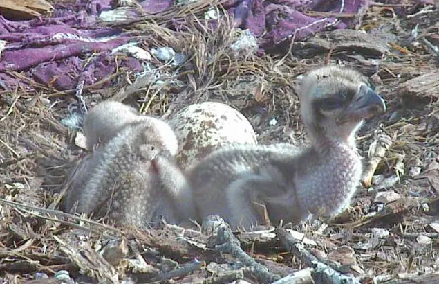 two osprey chicks sit in nest with brown and white egg and purple nest material in the background