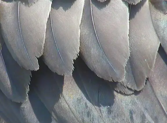 close up image of a row of osprey feathers