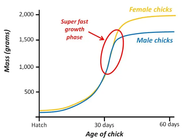 line graph showing the mass and age of male and female osprey chicks with a circle around a super fast growth phase after 30 days