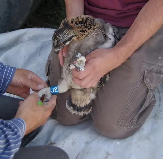 an osprey being held by a pair of hands in the lap of someone with another pair of hands attaching a band to it