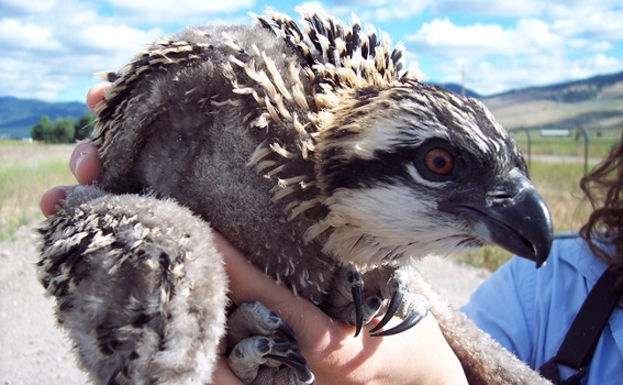 A close-up of a young osprey being held, showcasing its distinctive feather pattern and large eyes.