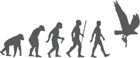 evolution image with six images starting with an ape moving through humans and finally an osprey