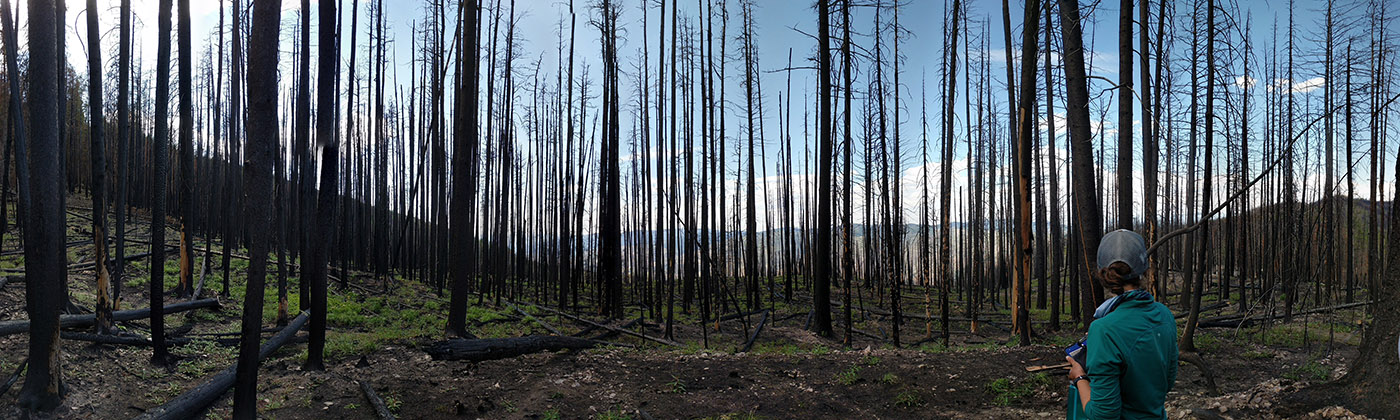 Lolo Peak Fire one year post-fire