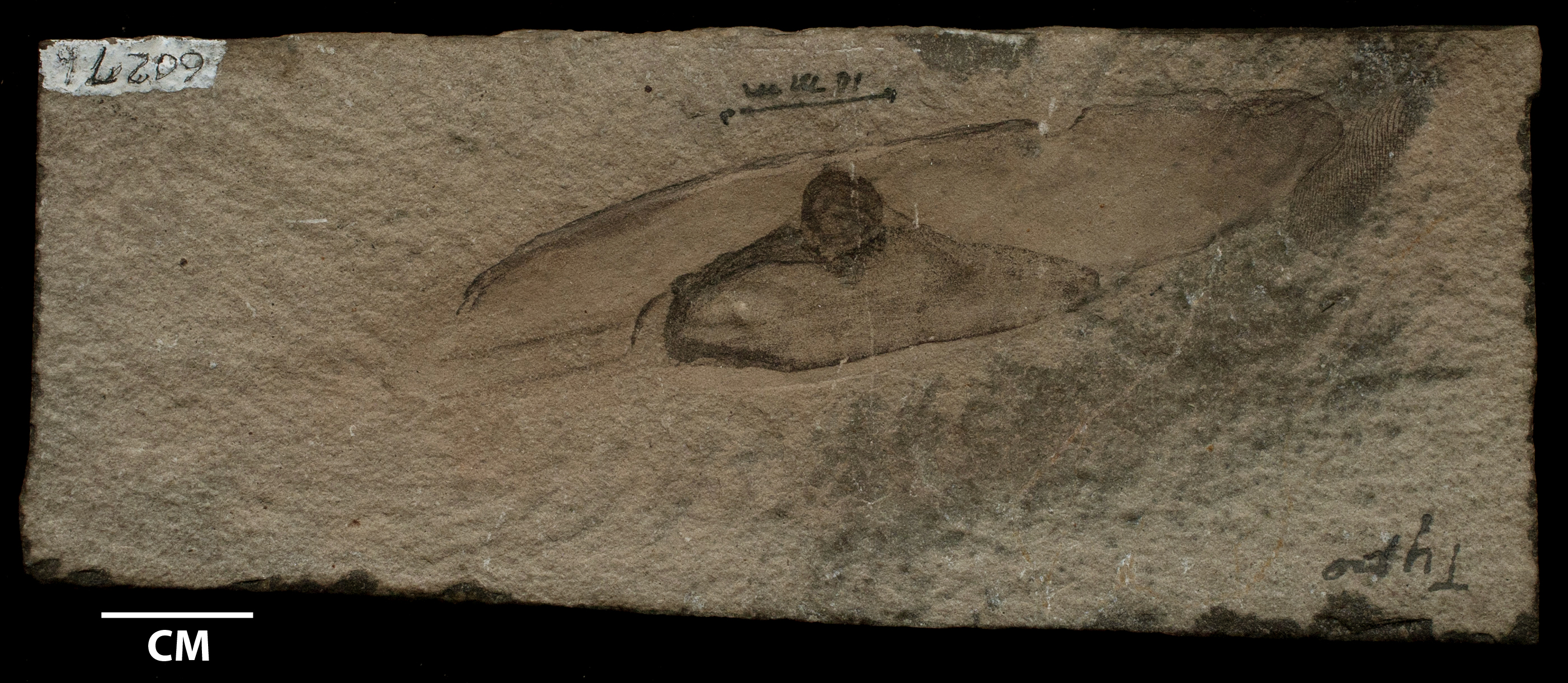 Specimen: Typhloesus wellsi, UMPC 6027B, the enigmatic conodont-eating animal from the 320 million year old Bear Gulch Limestone.