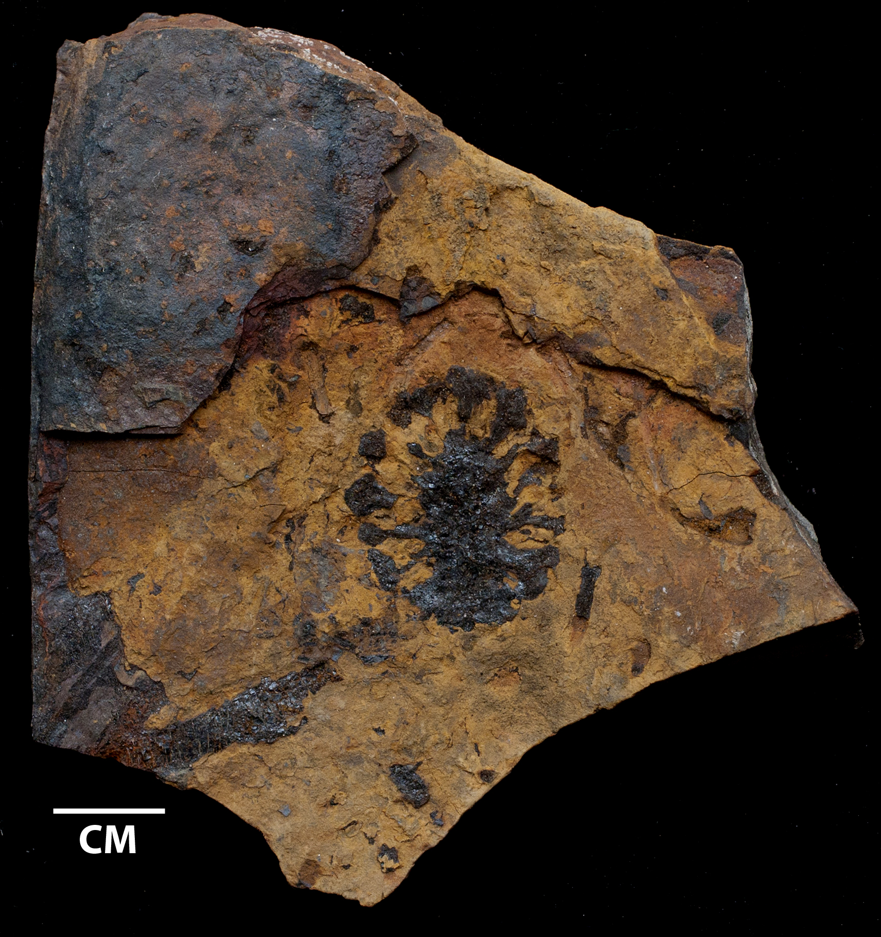 Conites sp., UMPC 913, a seed cone from the Kootenai Formation near Great Falls, MT which ranges from 100-146 million years ago. 