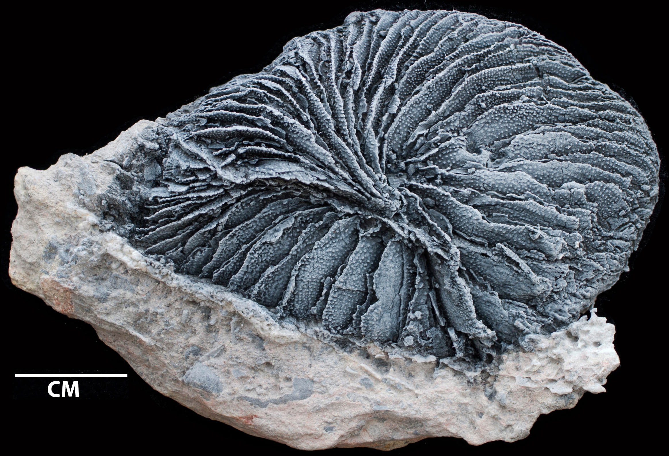 Specimen: Distichophyllia norica, UMPC 14371, a 228-208 million year old coral from Nez Perce County, Idaho.