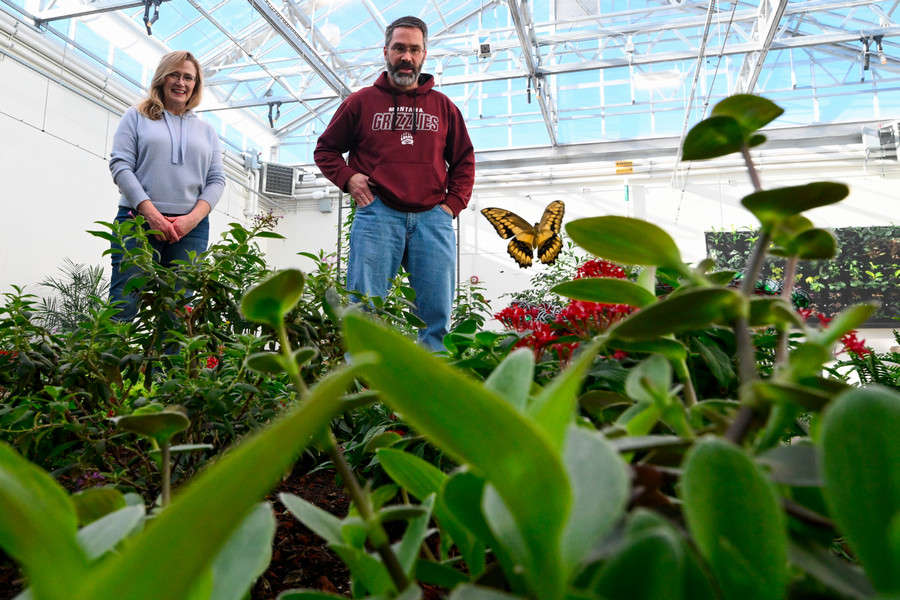Butterfly house: two visitors at the Missoula Butterfly house and insectariumview the green plants with butterflies flying around.