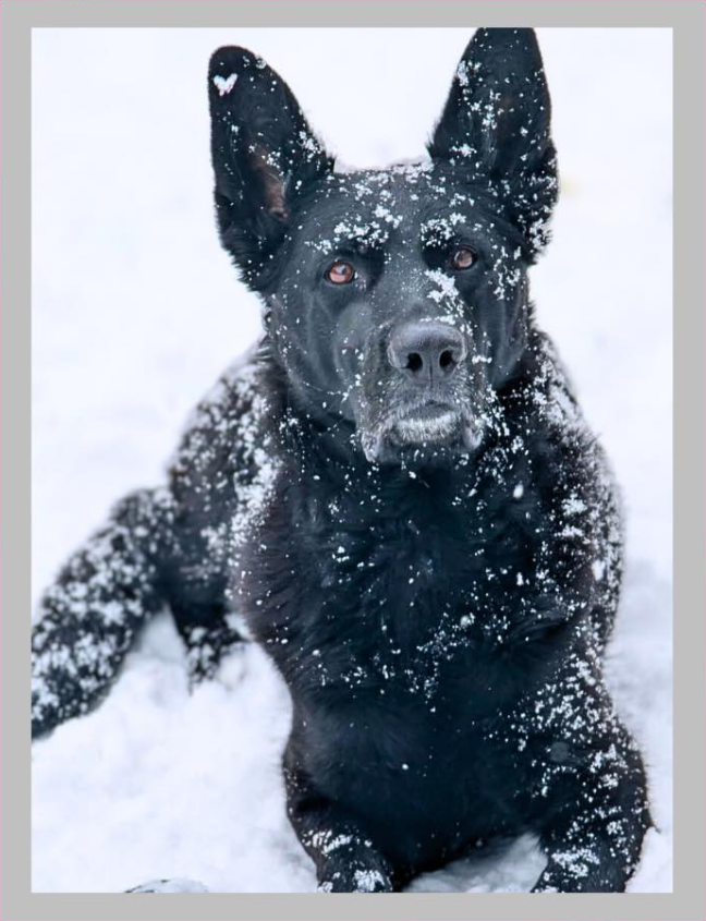 Amira, UMPD Explosive K9 sitting in the snow