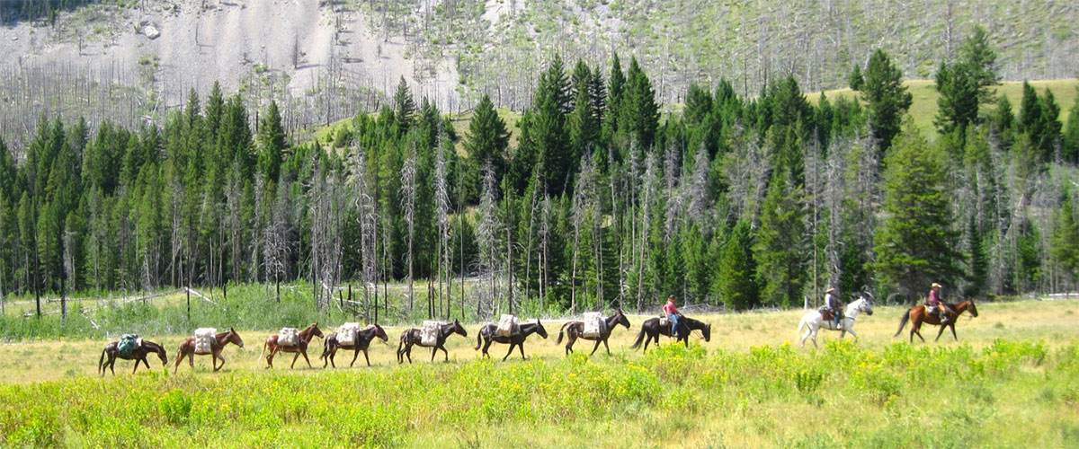 mule train seen from a distance