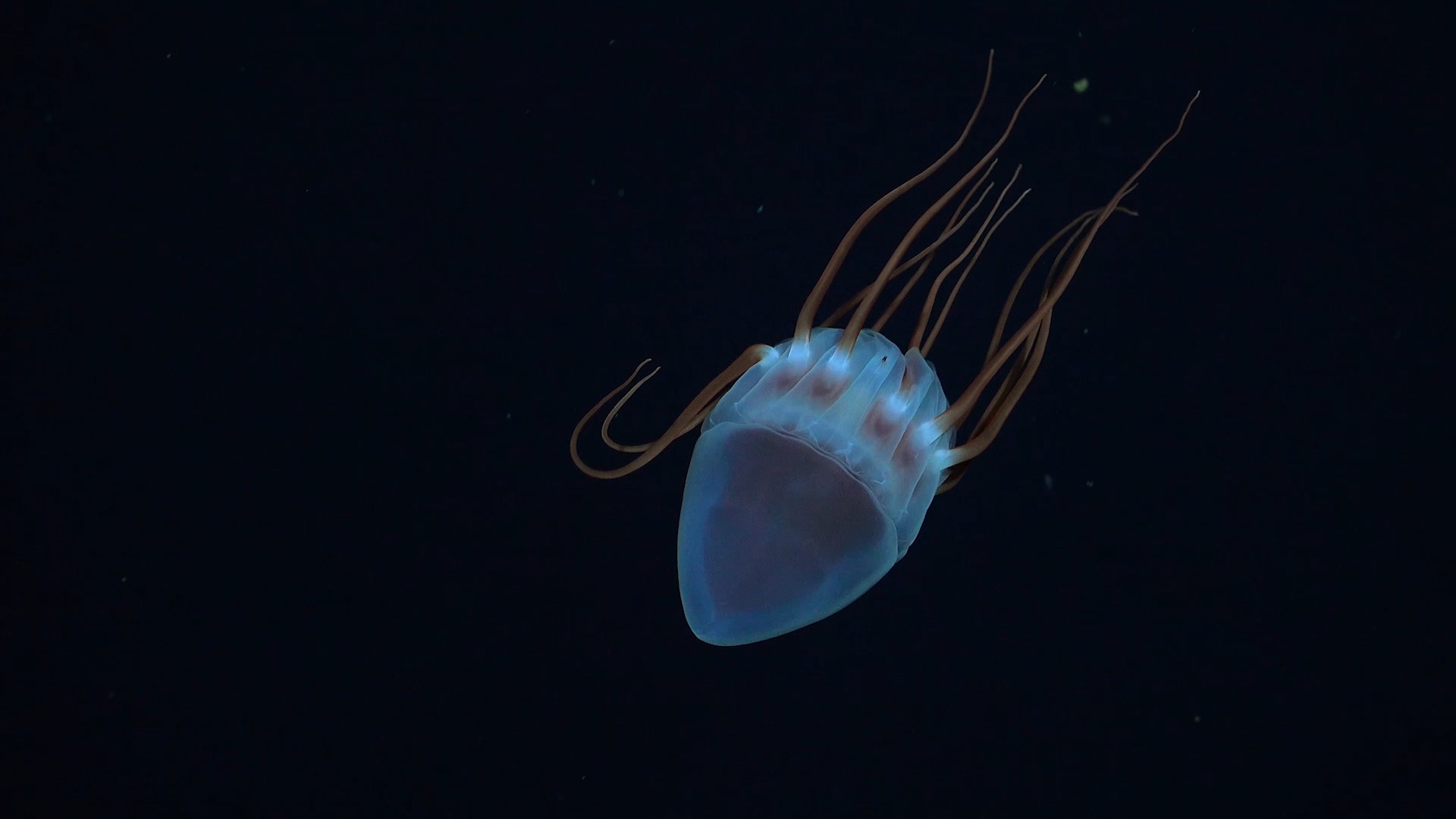 Blue jellyfish in the ocean. CREDIT: ROV SuBastian / Schmidt Ocean Institute