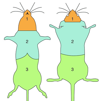 mouse regions