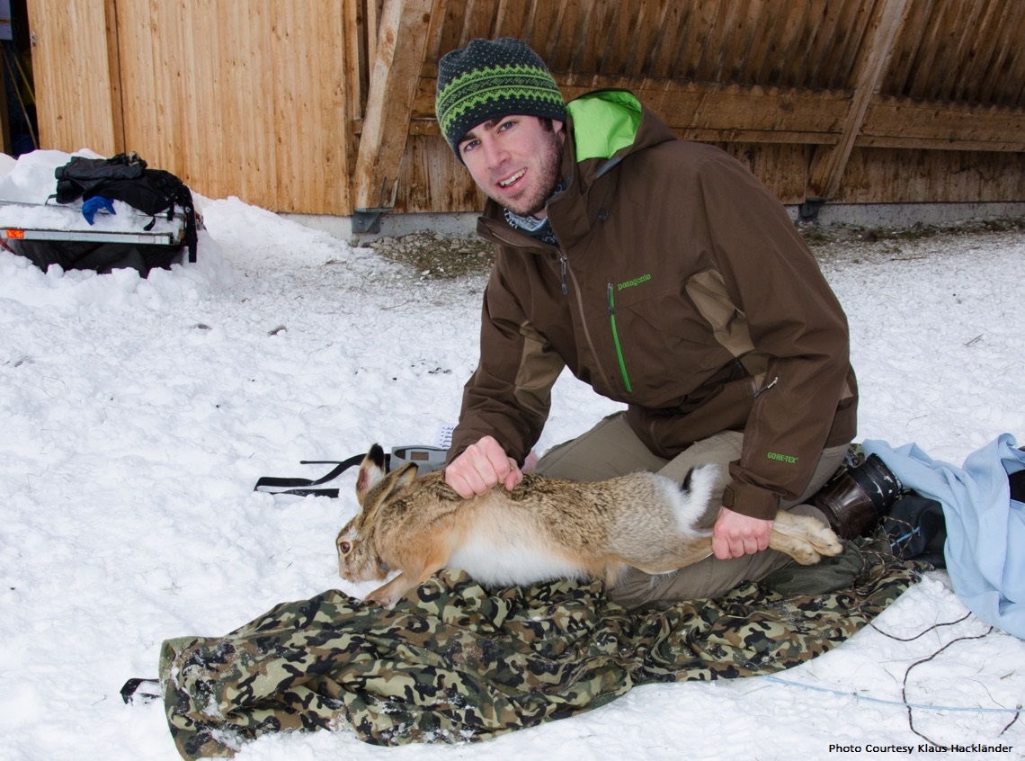 Photo of field assistant Gernot Heigl with trapped and collared European hare