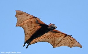 Photo of a fruit bat