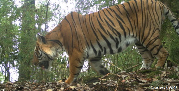 Photo of a tiger