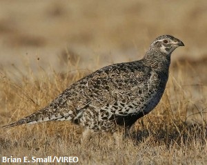 Photo of a grouse
