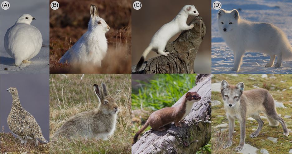 Five of the 21 species undergoing the complete phenotypic change twice a year.