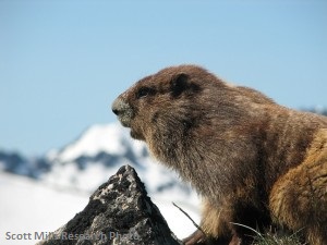 Photo of a marmot