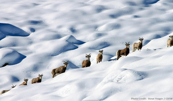 Herd of bighorn sheep