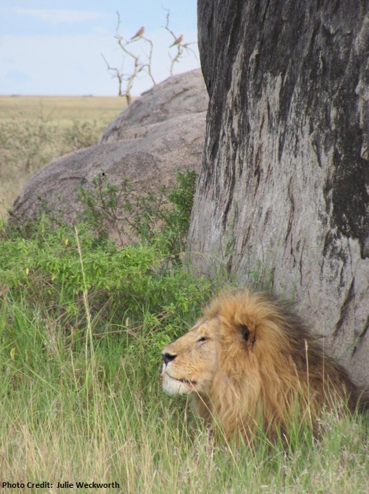 Photo of lion