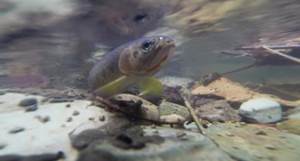Cutthroat trout being released