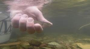 image of trout being released