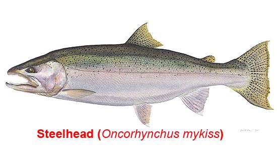 Steelhead image
