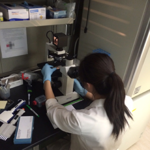 Student working at a microscope