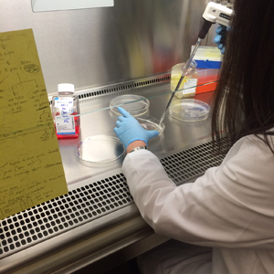 Student working at a tissue culture hood