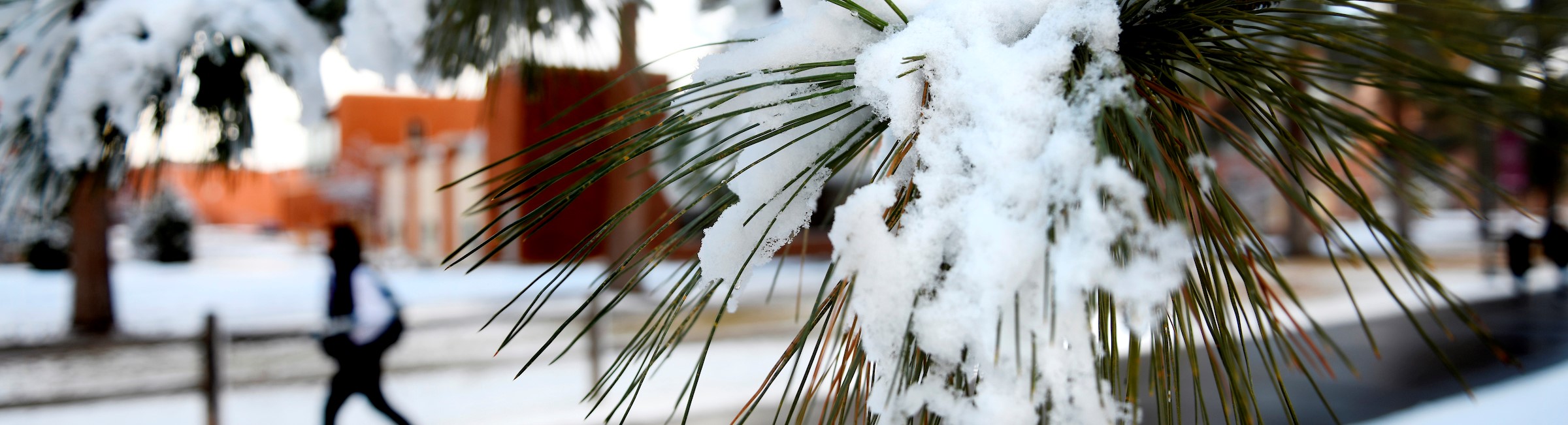 pine tree branch with snow