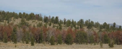Bark Beetles and trees