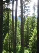 Conifer trees
