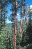 Old Trees