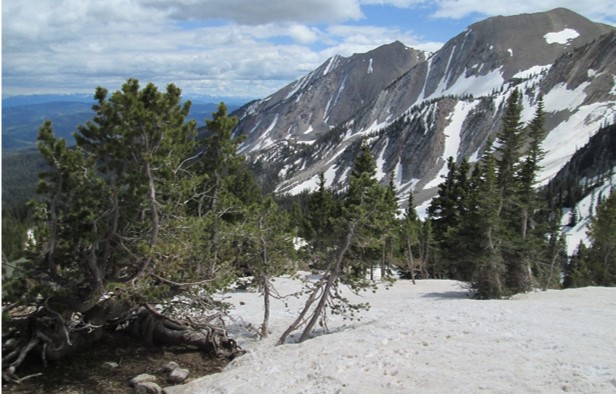 Whitebark field sampline