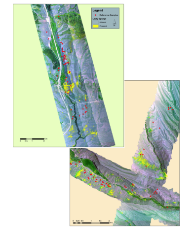 Leafy spurge mapping in southeastern Idaho