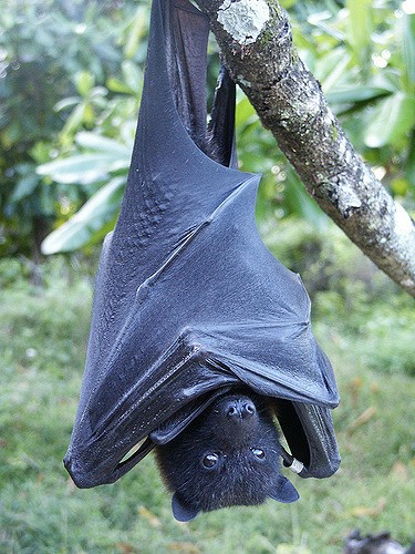 The threatened Mariana fruit bat.