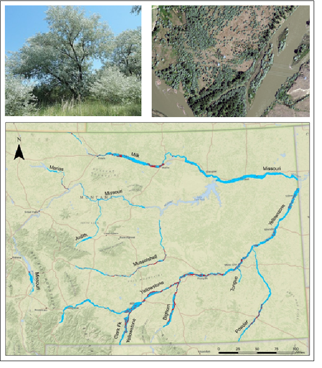 Distribution of Russian olive (red) in the valley bottoms (light blue) of ten large rivers in eastern Montana, with close-up of a patch along the Bighorn River.