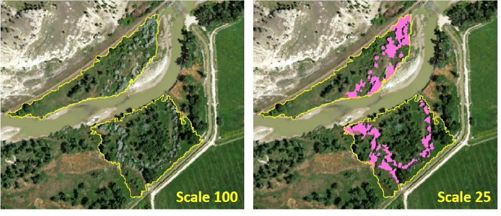 Example of two-step segmentation and classification process along the Musselshell River. Yellow polygons: Russian olive at scale 100: pink polygons: Russian olive at scale 25.