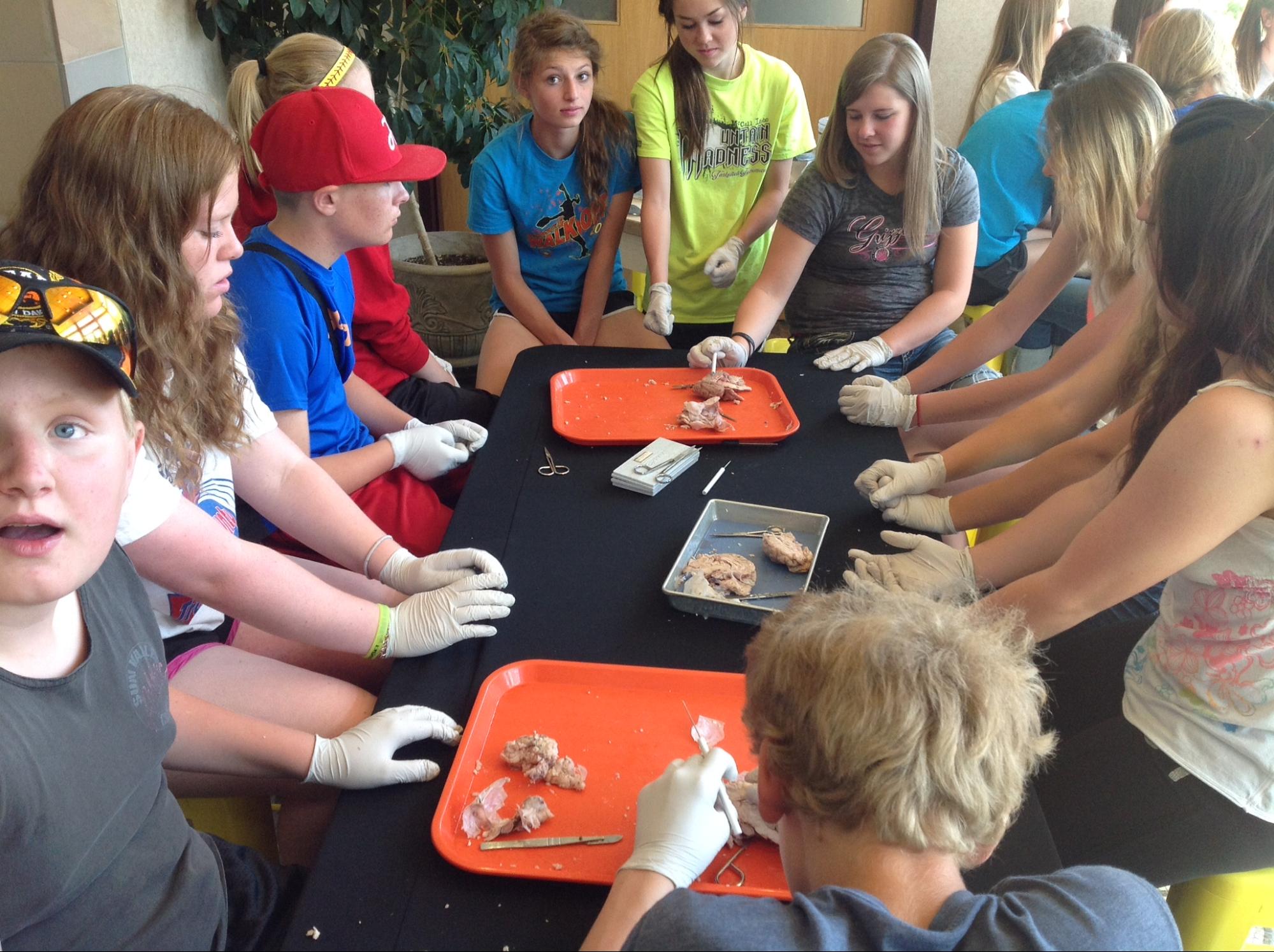 8th grade students gathered around a sheep brain, performing a dissection.