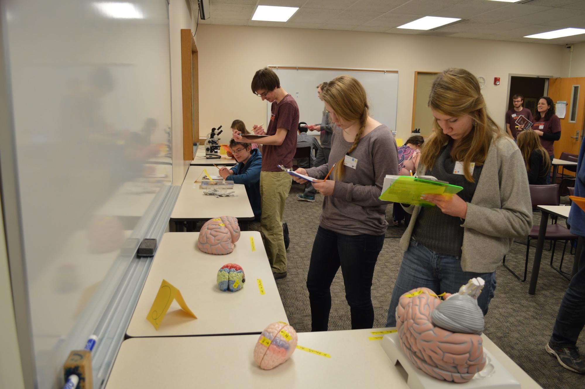 High school students holding clipboards and writing while examing brain models.